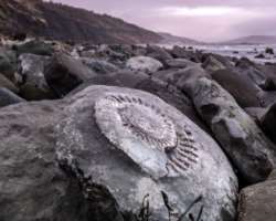 Many fossils of extinct marine including amphibians, echinoderms, reptiles, mollusks, crustaceans are found here Many fossils of extinct marine including amphibians, echinoderms, reptiles, mollusks, crustaceans are found here.